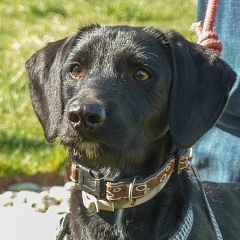 Nebi