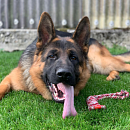 Falko - Traumhund sucht Traumplatz