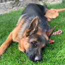 Falko - Traumhund sucht Traumplatz