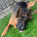 Falko - Traumhund sucht Traumplatz