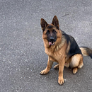Falko - Traumhund sucht Traumplatz