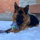 Falko - Traumhund sucht Traumplatz