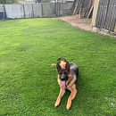Falko - Traumhund sucht Traumplatz