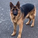 Falko - Traumhund sucht Traumplatz