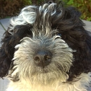 Pablo