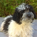 Pablo