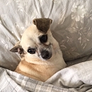 Toffee