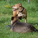 Poupette