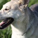 Kiara