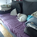 Basile, anhänglicher Kater sucht Einzelplatz