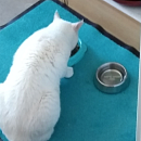 Basile, anhänglicher Kater sucht Einzelplatz