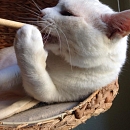 Basile, anhänglicher Kater sucht Einzelplatz