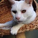 Basile, anhänglicher Kater sucht Einzelplatz