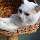 Basile, anhänglicher Kater sucht Einzelplatz