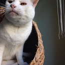 Basile, anhänglicher Kater sucht Einzelplatz