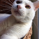 Basile, anhänglicher Kater sucht Einzelplatz
