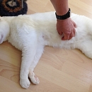 Basile, anhänglicher Kater sucht Einzelplatz