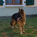 Mimi