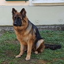 Mimi