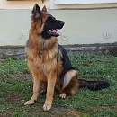 Mimi