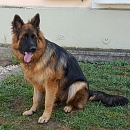 Mimi