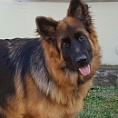 Mimi