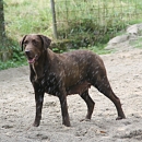 Enya