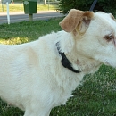 Fifi