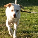 Fifi