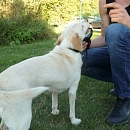 Fifi