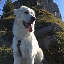 Jara