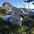 Jara
