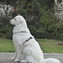 Jara