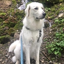 Jara