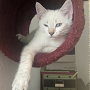 Fritzi