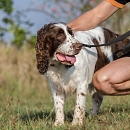 Gouguy (der gute Laune Hund)