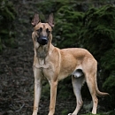 Bex