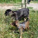 Leu