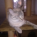 Saphira