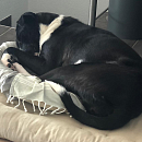 Mia