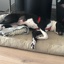 Mia