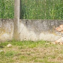 Kianga