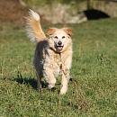 Peppino