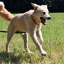 Peppino