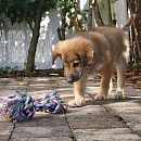 Frodo