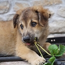 Frodo
