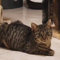 Arya