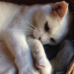 Basile, anhänglicher Kater sucht Einzelplatz