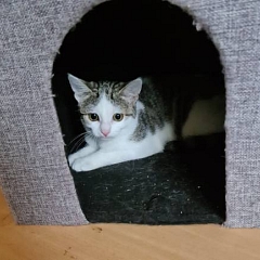 Ginny - scheue Jungkätzin sucht erfahrene Katzenfans