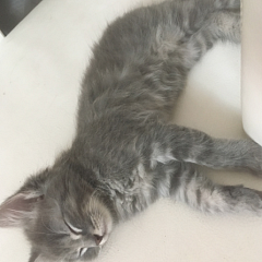 Miri